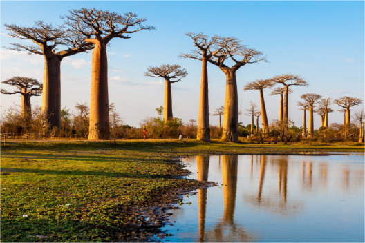 Baobab