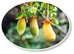 Baobab