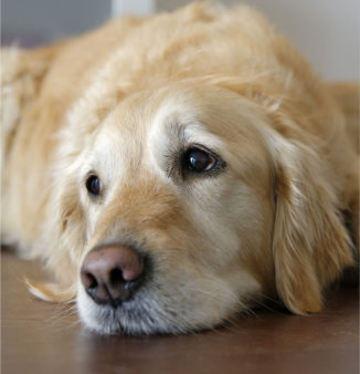 Labrador