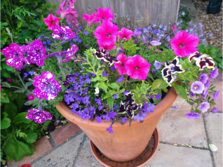Gardening