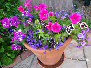 Purple Flowers