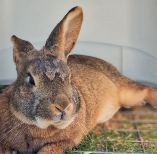 Gherkin the rabbit