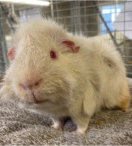 Melon the Guinea Pig