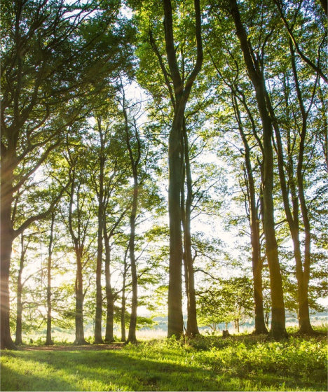 National Park trees