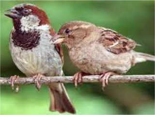 Save the Sparrow