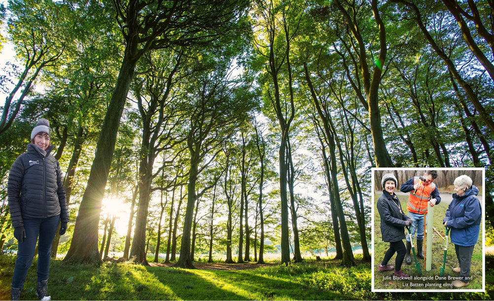 Southdowns trees