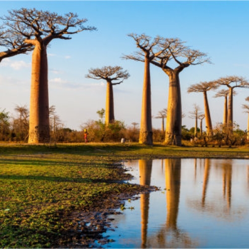 Baobab