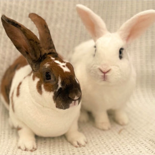 Rabbits - Biscuit Crunch & Brandy Snap