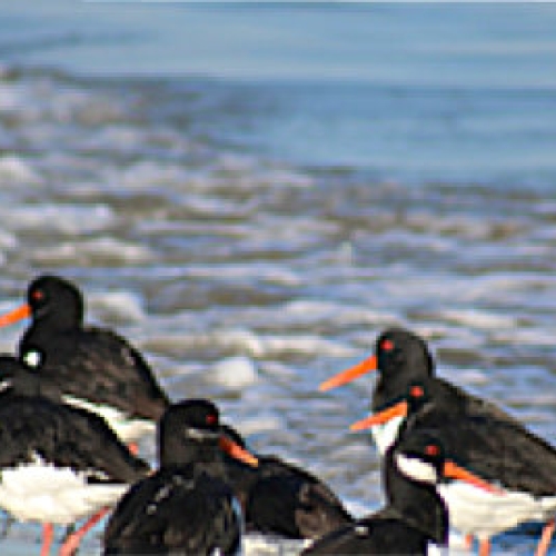 Great Coastal Birdwatch returns to the Solent
