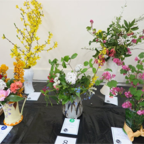 Denmead Horticultural Society flowers