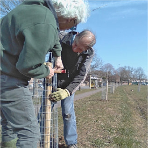 Disease-resistant Elm trees planted