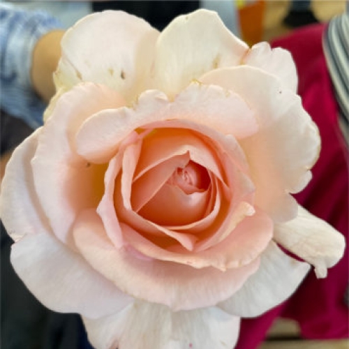 Putting your Roses to Bed!