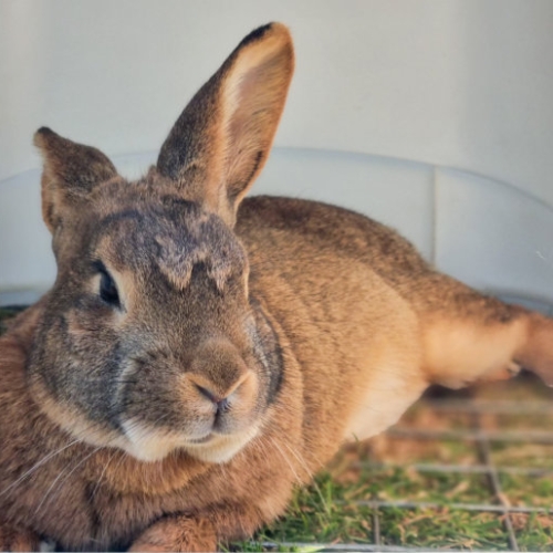 Gherkin the rabbit
