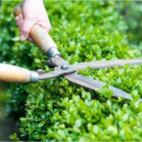 Gardening