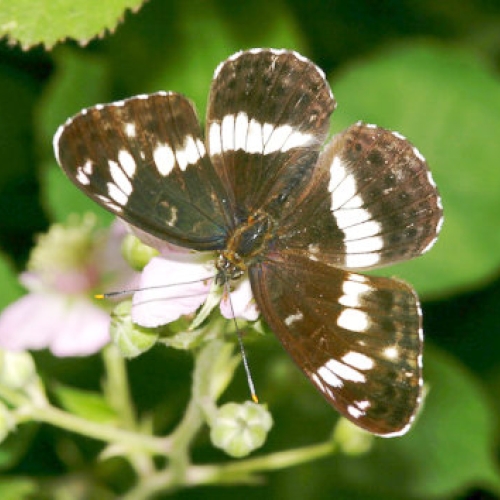 Life Cycles of Butterflies in Britain and Ireland