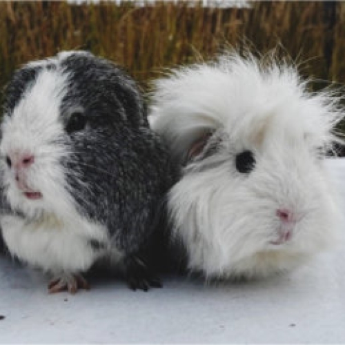 Huffkin & Panini the guinea pigs