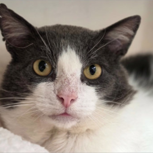 THE CAT & RABBIT RESCUE CENTRE