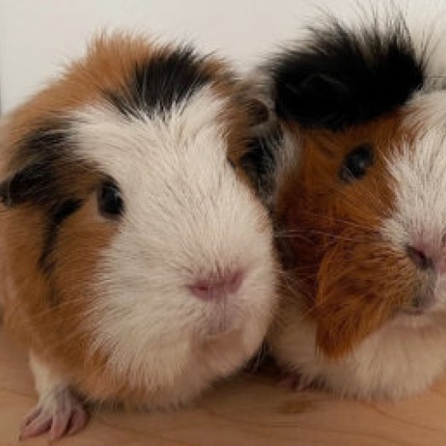 Guinea Pigs - pets of the month