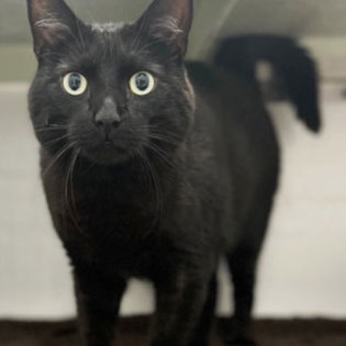 Lawson the cat
