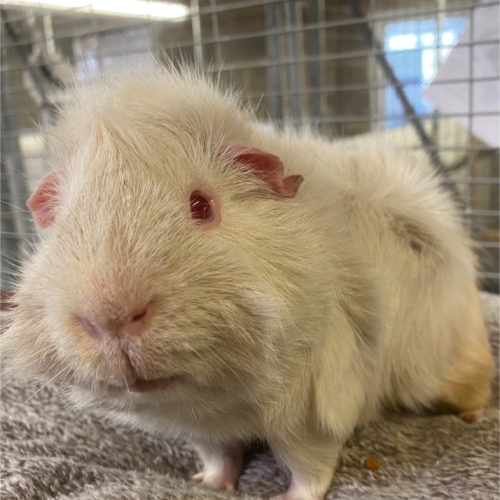Melon the Guinea Pig