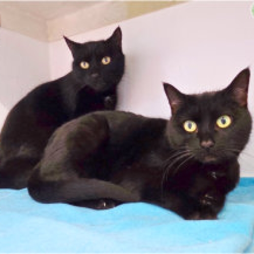 Cats Midnight & Constance