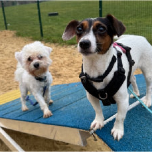 Mount Noddy Animal Centre