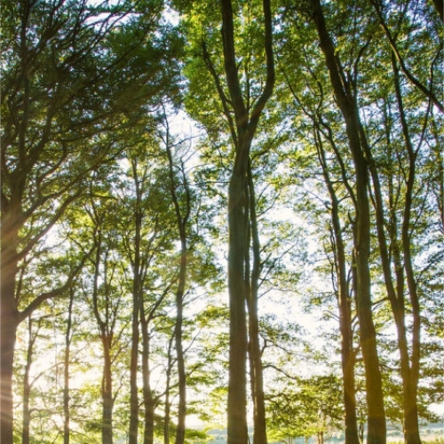 National Park trees