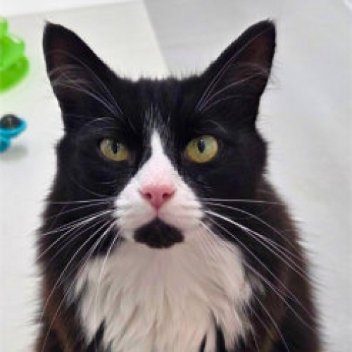 THE CAT & RABBIT RESCUE CENTRE