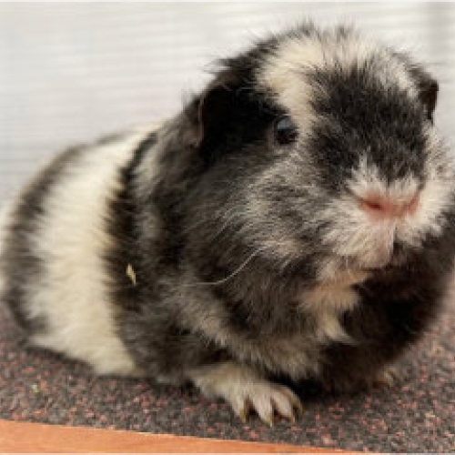 Galaxy the Guinea Pig