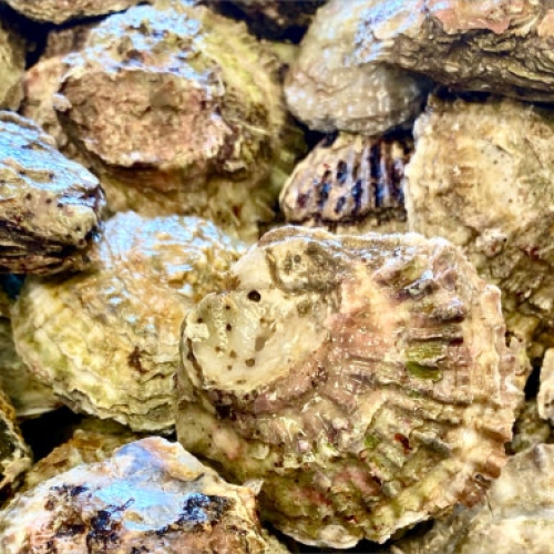 Native UK Oysters