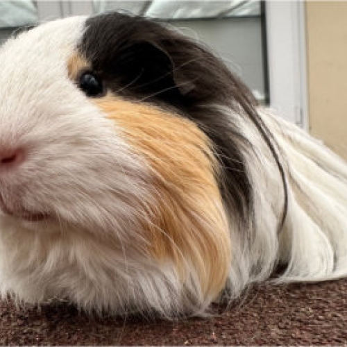 Mayonnaise the Guinea Pig