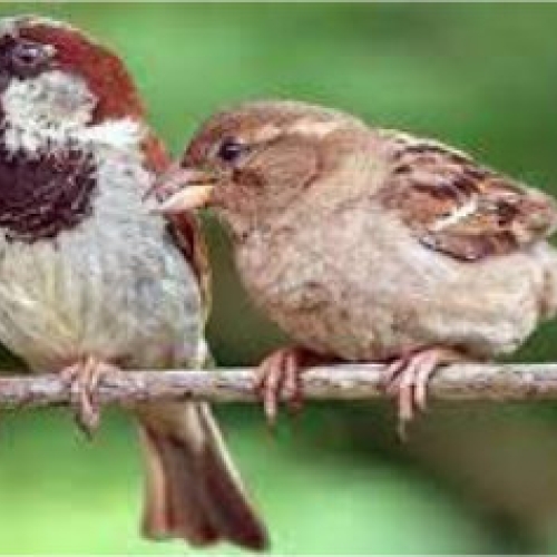 Save the Sparrow