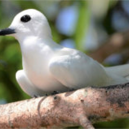 The South Down Group