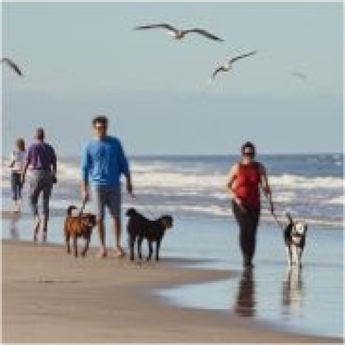 THE SUSSEX SNOWDROP TRUST