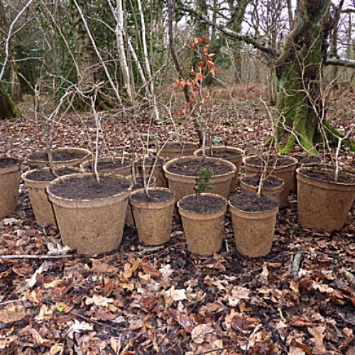 Saving saplings from The Avenue