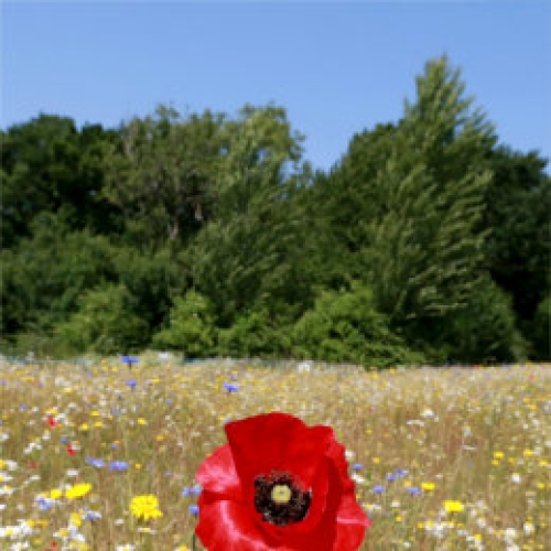 Diversity at The Oaks