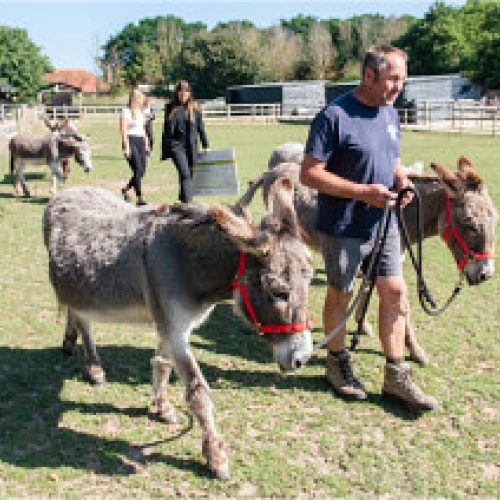 Hayling Island Donkey Sanctuary