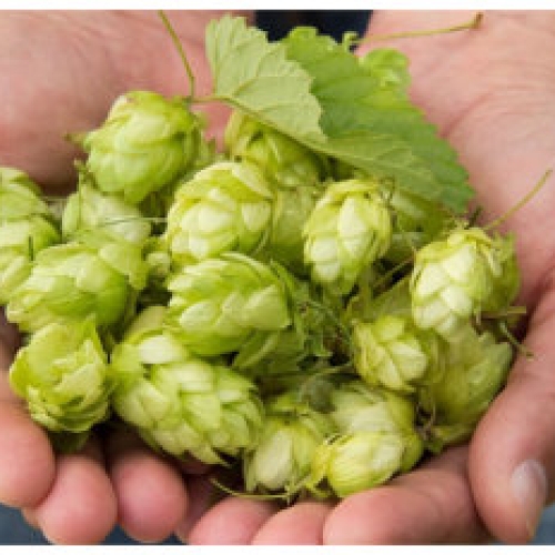 Beer - What's in it?