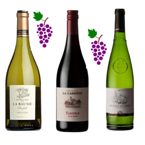 The Languedoc Roussillon France’s New World Wines