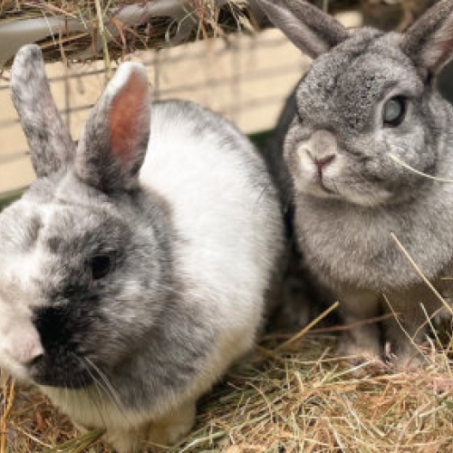 Rabbits