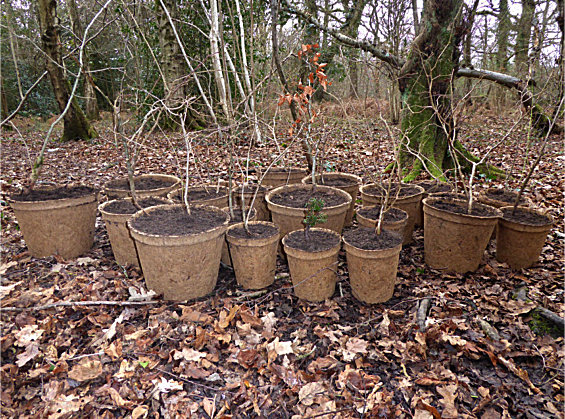 Saving saplings from The Avenue